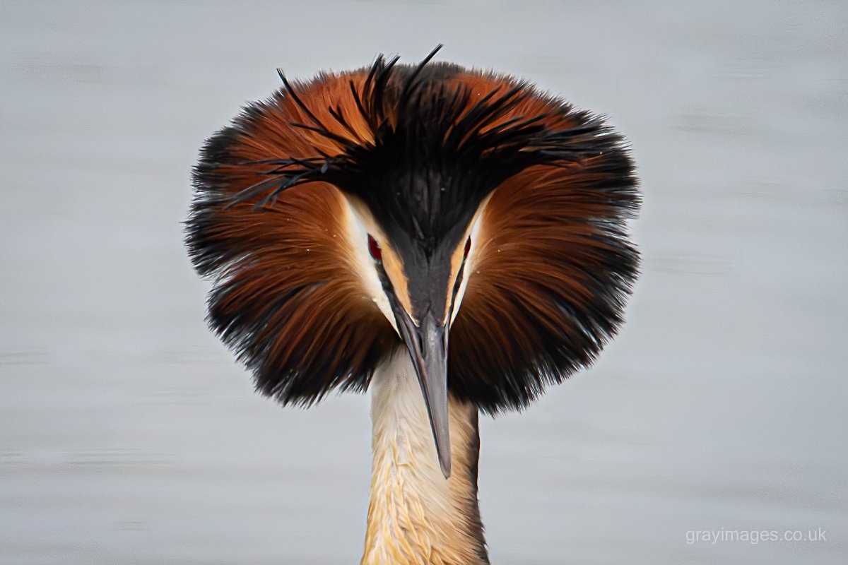 Sean Gray tweet media