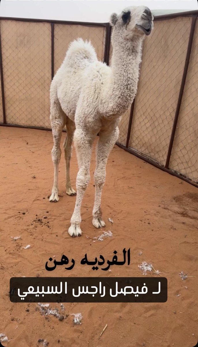الـسبيعي tweet media