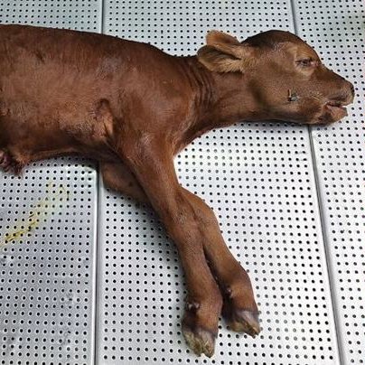 SDVE - INTA Balcarce tweet media