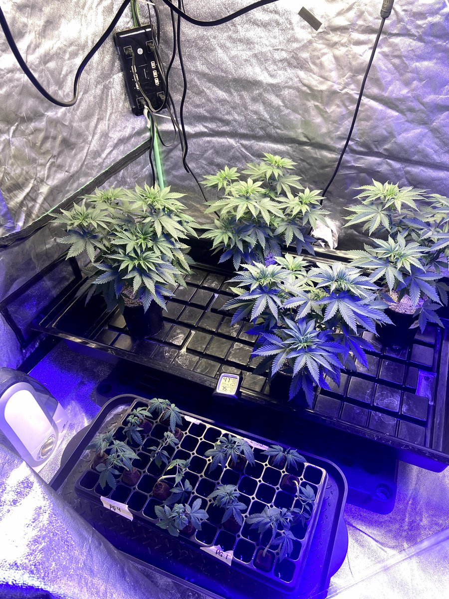 Surgicalgrow's tweet image. Fresh cuts 
 #cannabiscommunity #weed #marijuana #cbd #thc #cannabisculture #weedporn #weedstagram #hightimes #hemp #stoner #indica