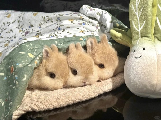 UA TriGG0r tweet media