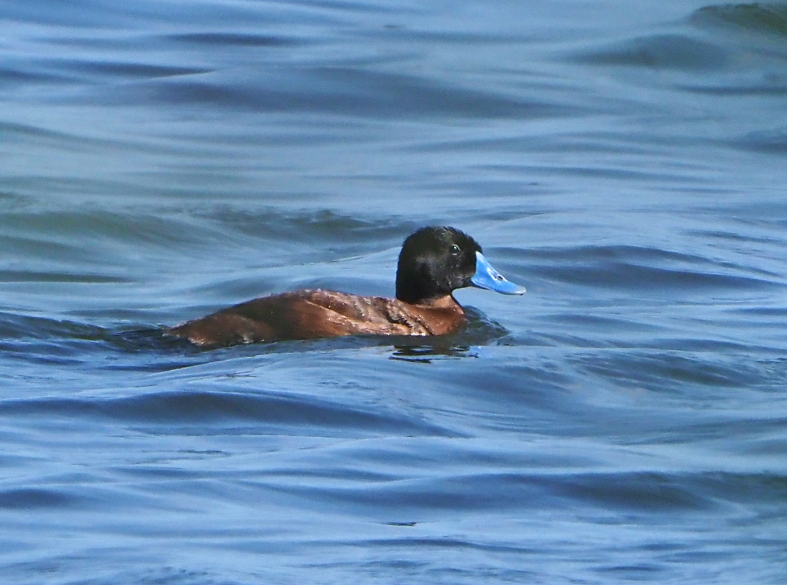 Brian E.Carruthers tweet media