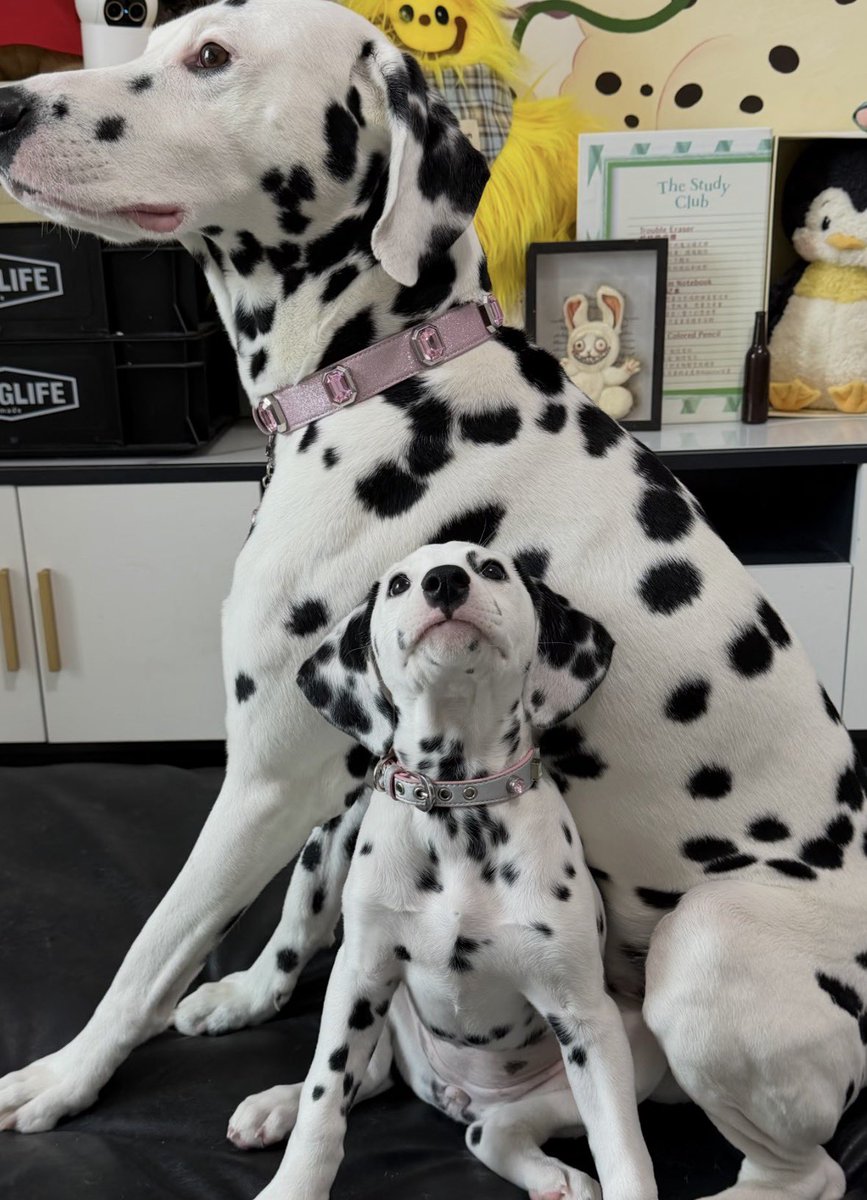 💖 (@twaniimals) on Twitter photo 