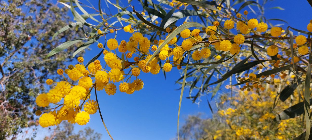 Nog meer #mimosa en eindelijk weer een blauwe lucht