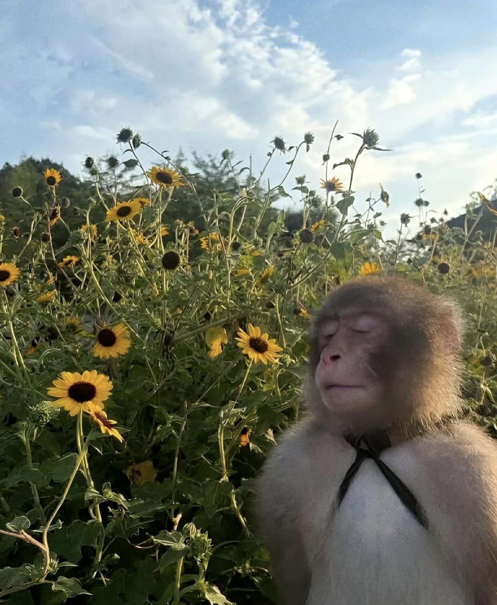 ironknee tweet media