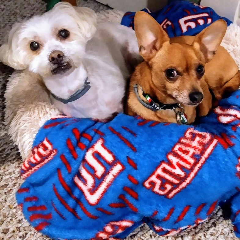 2lilbrightlights 🐾☘️🇮🇹🃏 tweet media