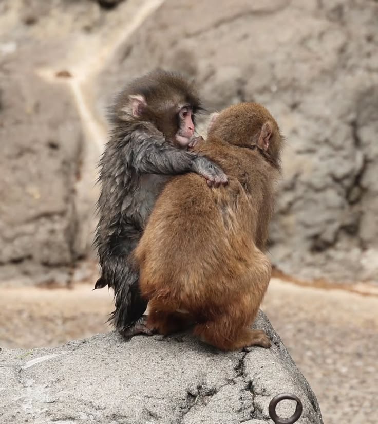 ANIMALIA tweet media