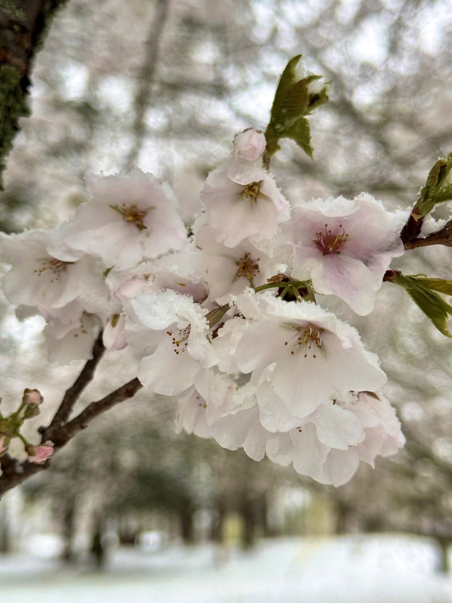 Rachel Callahan tweet media