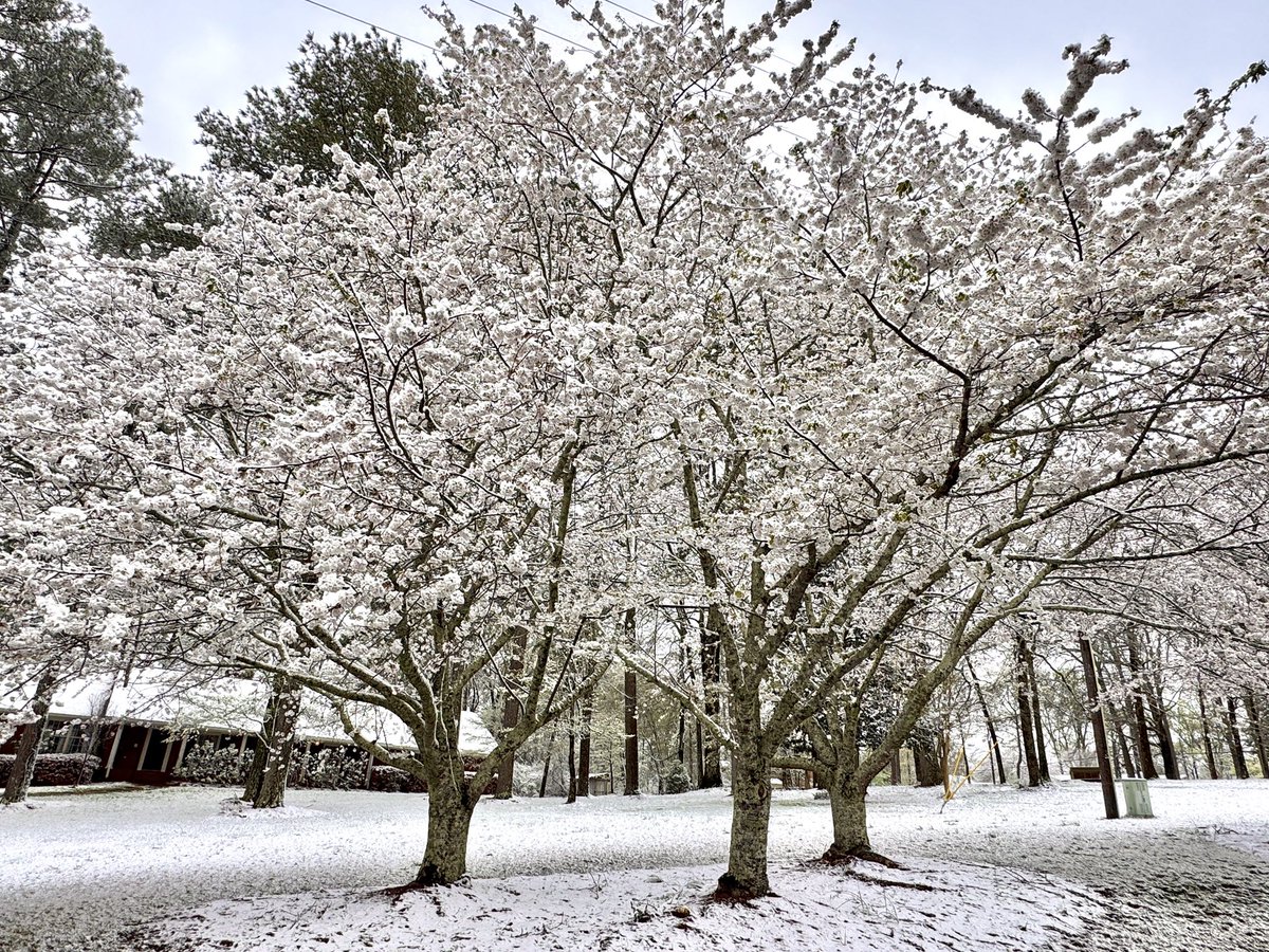 Rachel Callahan tweet media