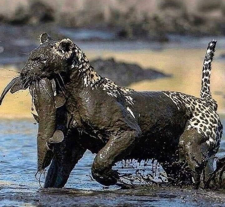 Naji_alt's tweet photo. Power, precision, and perfect timing—
in the wild, survival belongs to those who strike without hesitation.
Nature doesn’t ask for mercy… it rewards strength. 🐆🌿
#Wildlife #NatureRaw #Predator #WildInstinct #NaturePower https://t.co/0RW0eu7QaS