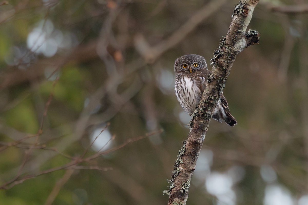 Toby Carter tweet media