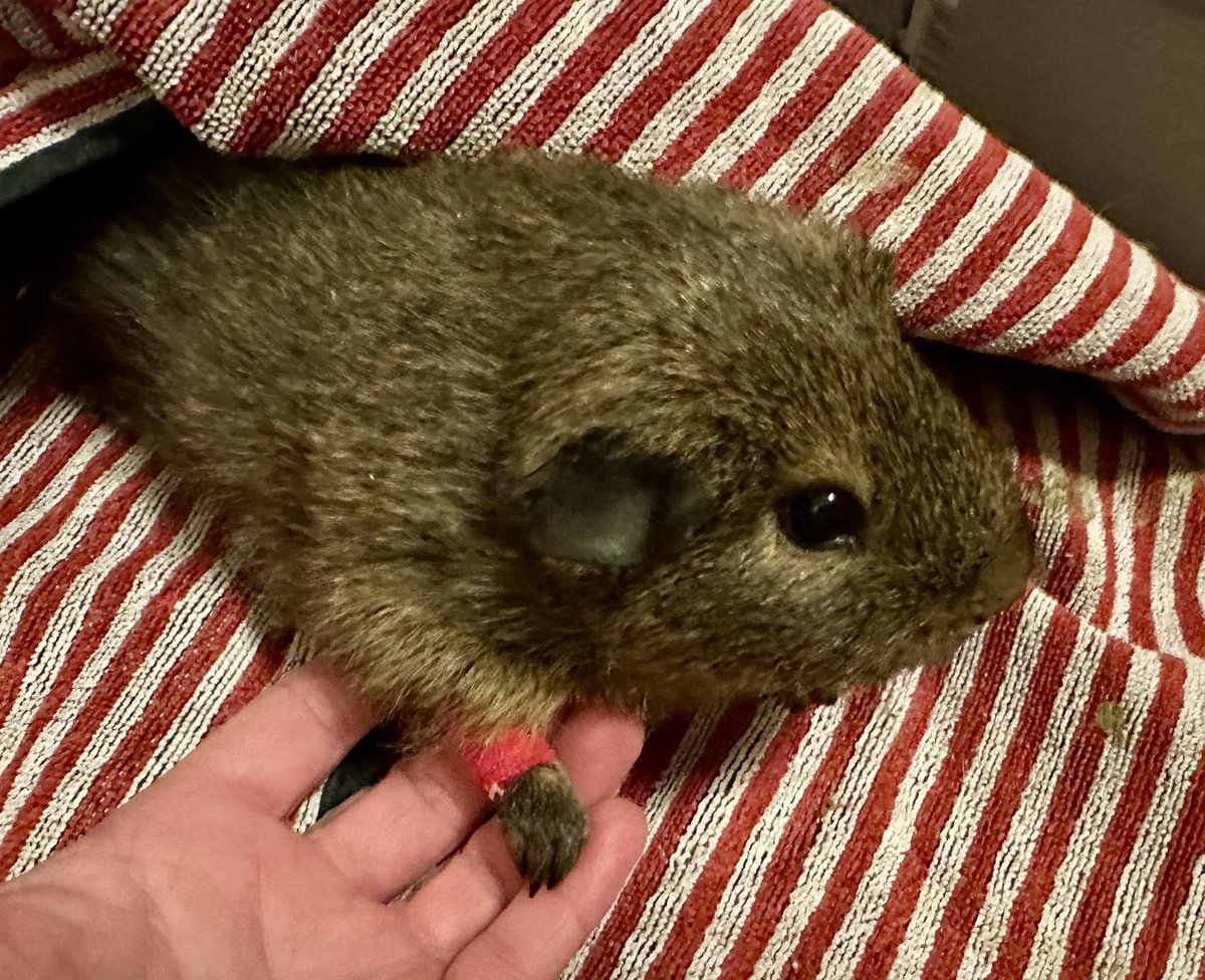 Anna Rebella, the woman, the myth, the legend tweet media