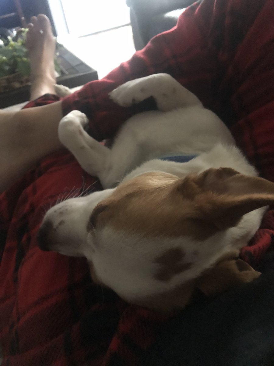 Daddyj1's tweet photo. @Puppieslover https://t.co/e2FvFuD2yY
