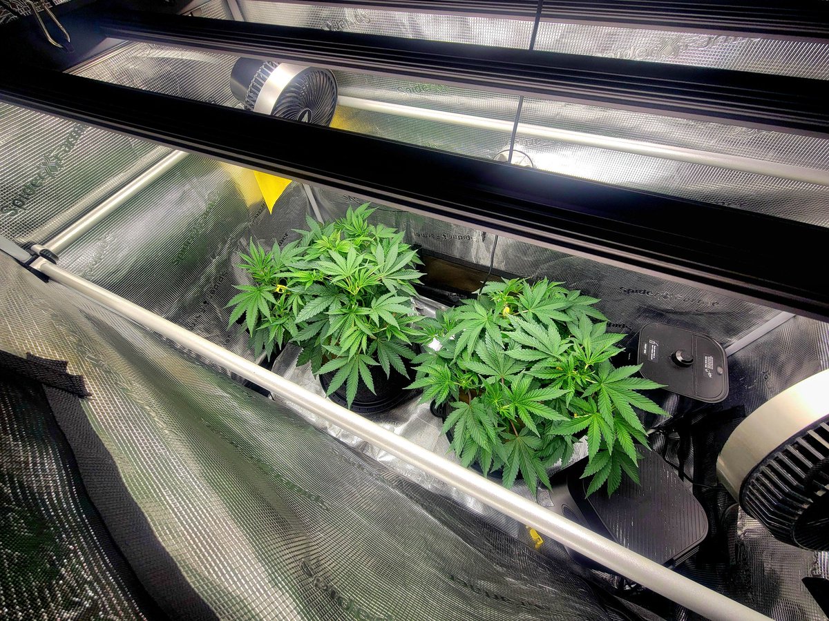 Day 31 Veg - Frosted Socks F1
They're gonna bush out nicely!
More LST lastnight and a watering, and here we are this morning🤘
StashNutes and microbes🪴
Happy Monday!🤜🧦🤛
FEPO NFSOt
