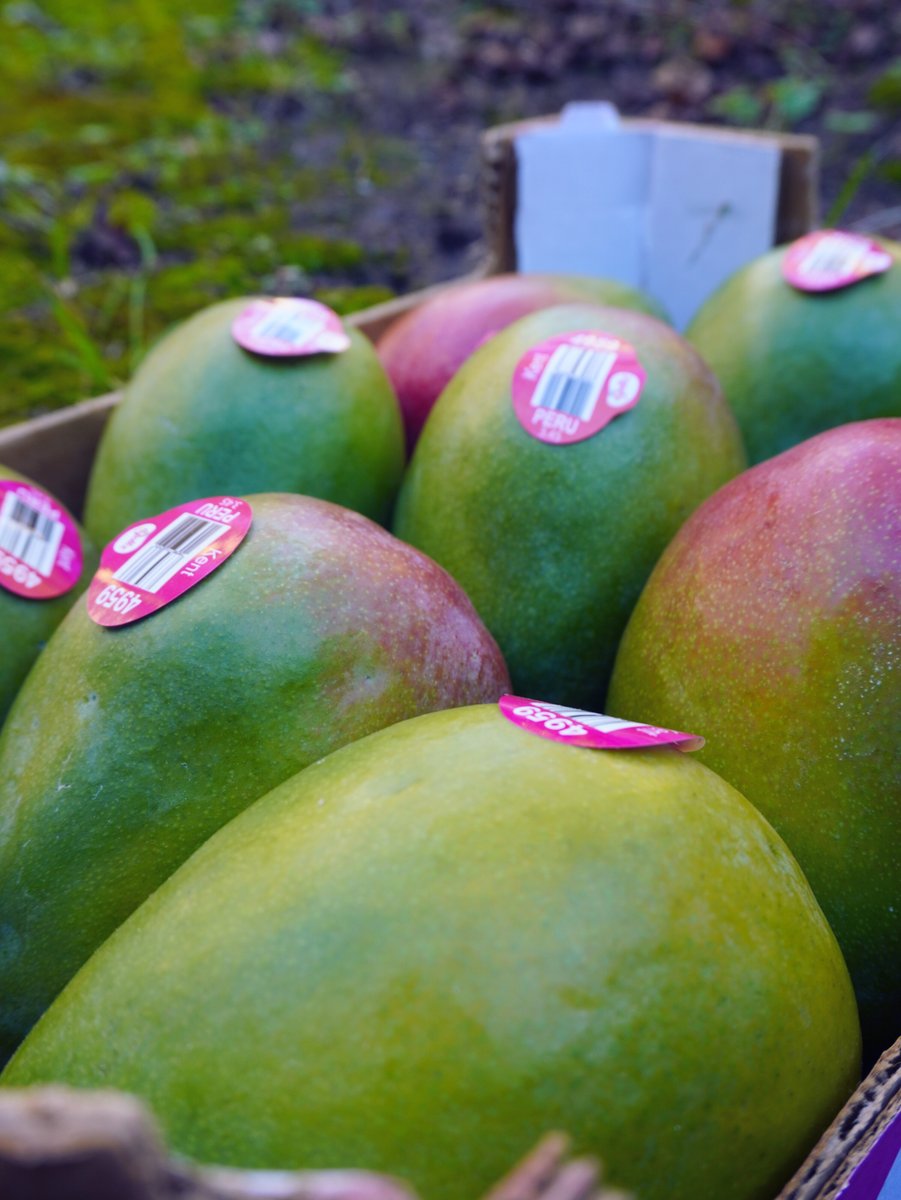 Green mangos with beautiful red blush across the skin 🥭Great color, strong presentation, and the tropical flavor customers expect when they cut into a mango. Another quality fruit moving through Kimball Produce Sales. #Mangos #FreshProduce #TropicalFruit #ProduceLife