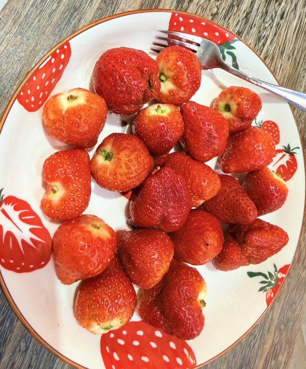 Neko Matsuri🍡Ch. 貓祭✨ tweet media