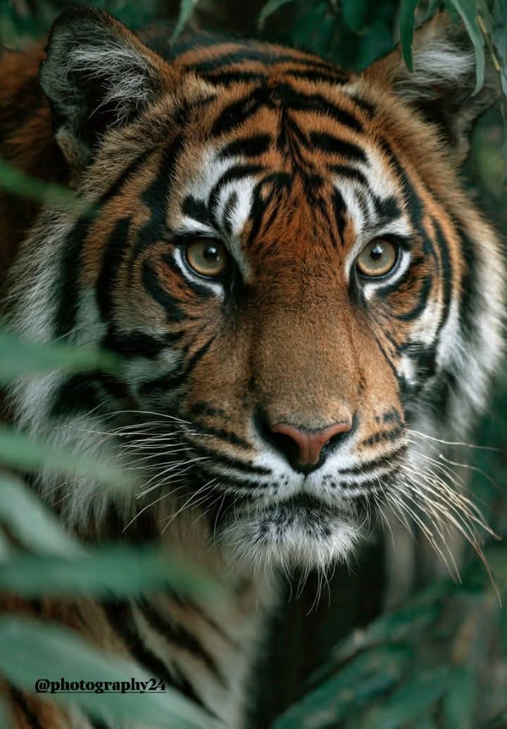 Alice 🌸🍃🌸 tweet media