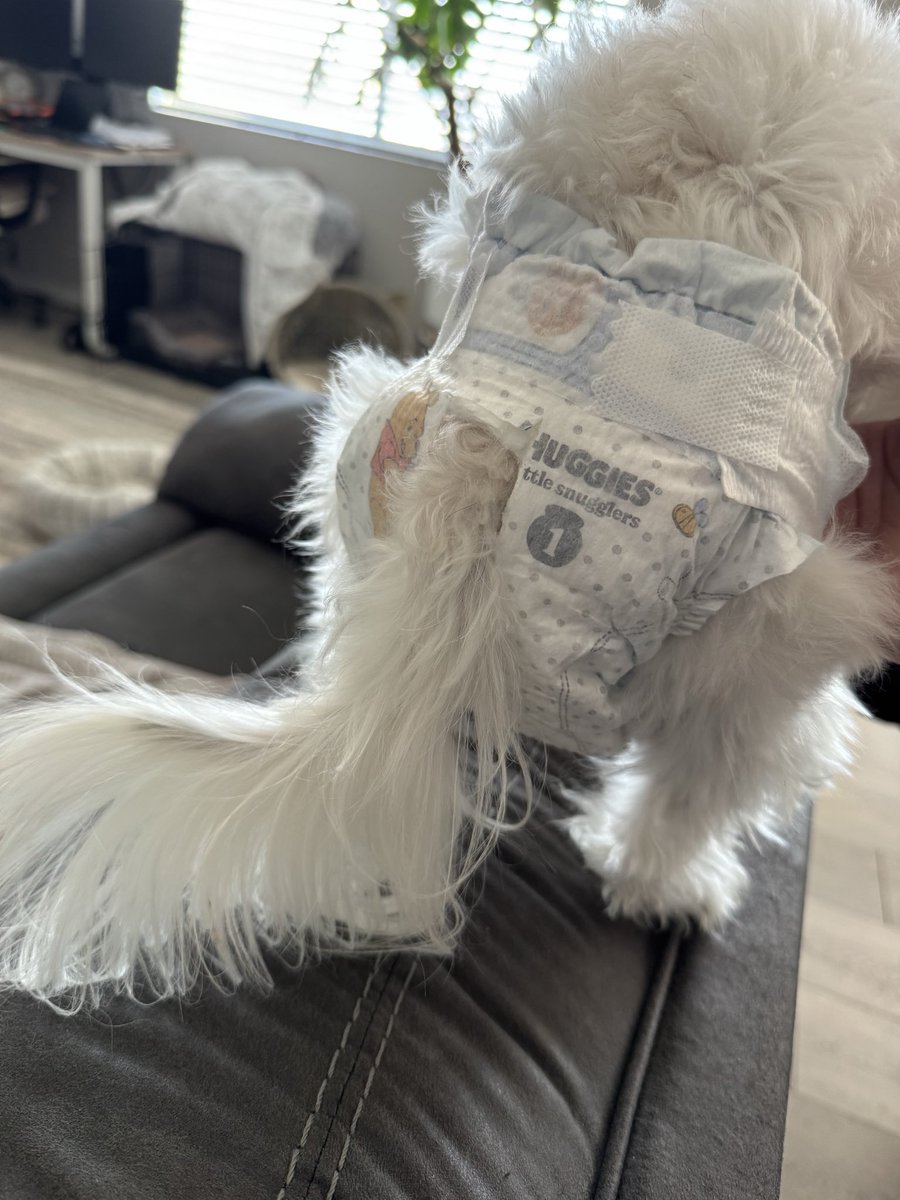 kutil01's tweet photo. @Huggies Wanted to say thanks for your super absorbent diapers. We used doggie diapers and ran out so we improvised with Huggies. They work much better than doggie diapers! Again thank you so much! #huggiedogs https://t.co/75MaoYzqFO