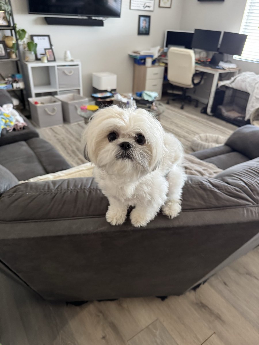 kutil01's tweet photo. @Huggies Wanted to say thanks for your super absorbent diapers. We used doggie diapers and ran out so we improvised with Huggies. They work much better than doggie diapers! Again thank you so much! #huggiedogs https://t.co/75MaoYzqFO