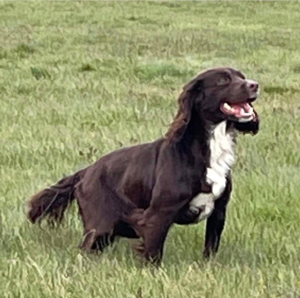 chris towers tweet media