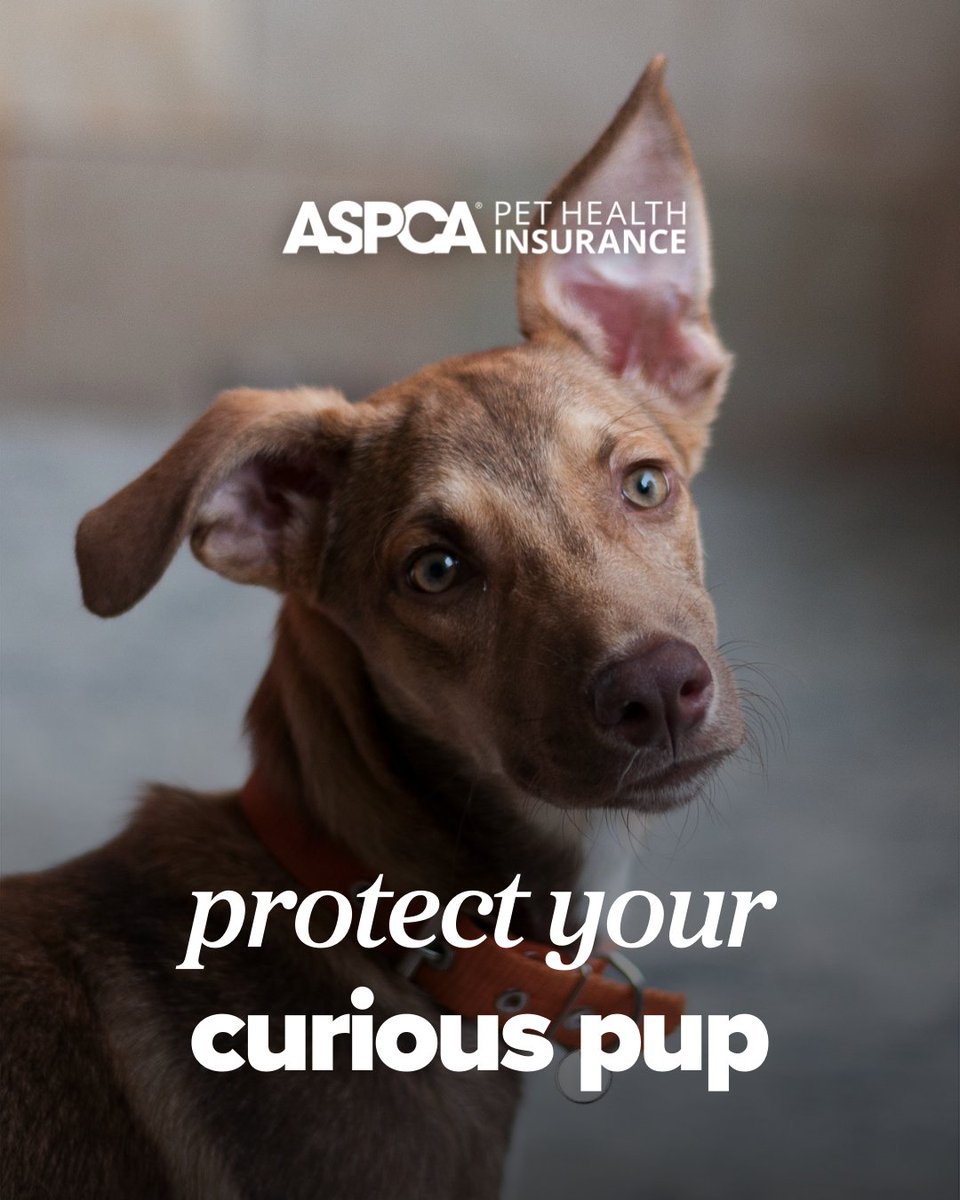 ASPCA Pet Insurance tweet media