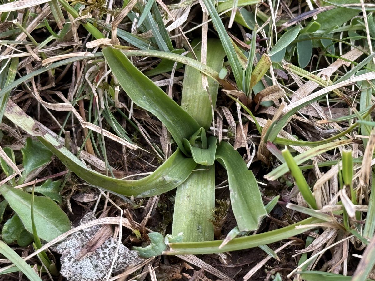 Dr Richard Bate tweet media