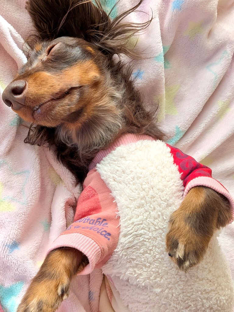 Tea🐶れんげ tweet media