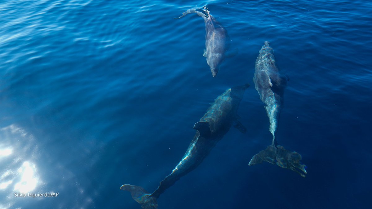 The World tweet media