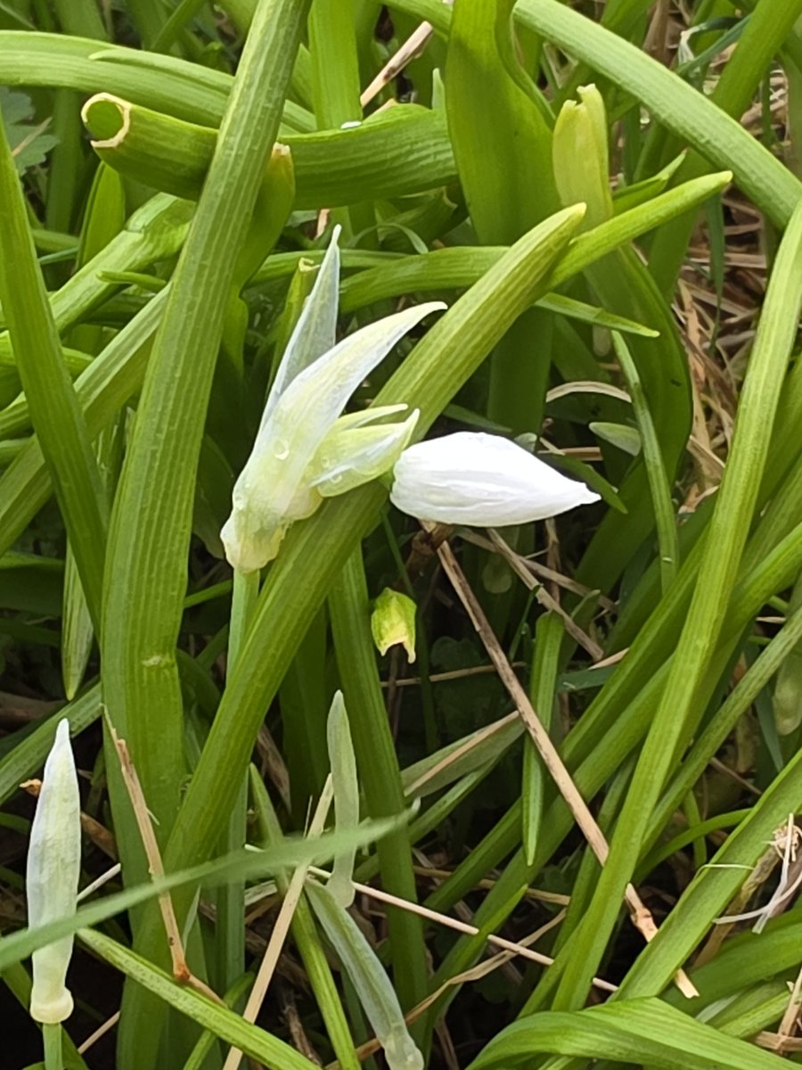 respecting nature tweet media