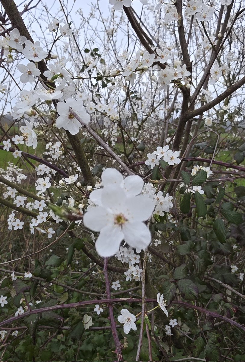 respecting nature tweet media