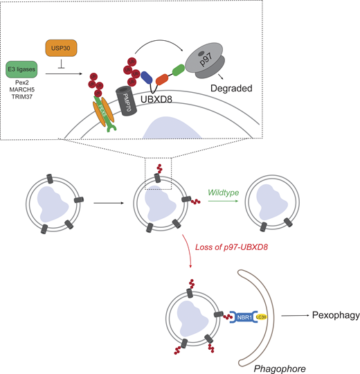 Journal of Cell Biology tweet media
