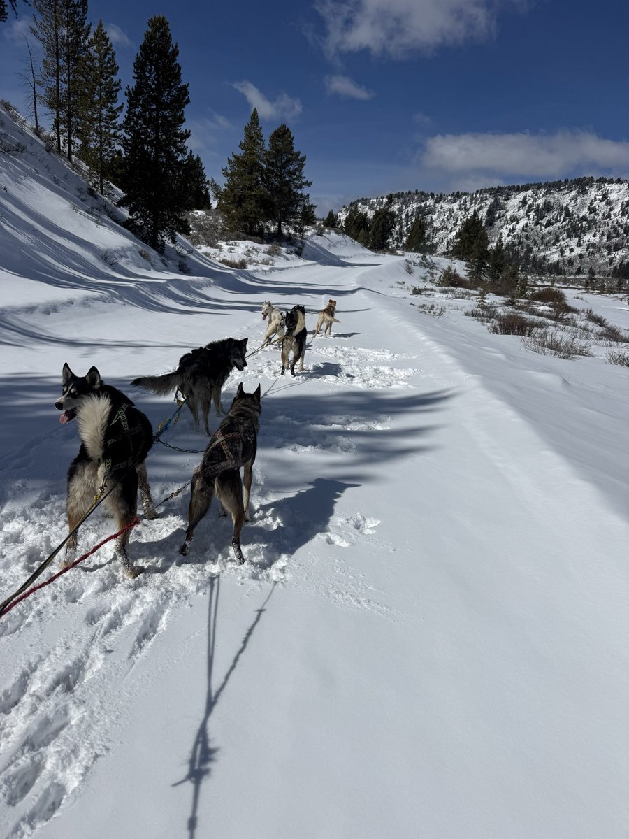JMatthews_Wild's tweet photo. Got some fresh snow yesterday & this morning. Still out running the dogs !
#Montana
#BigSkyCountry
#sleddogs
#PublicLands
#Yellowstone https://t.co/M7QI90iwbE