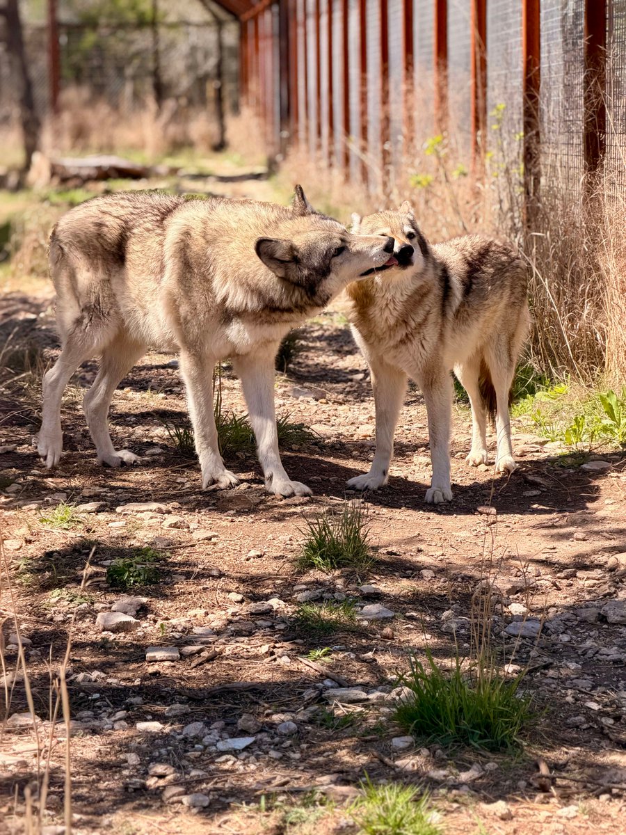 Alveus Sanctuary tweet media