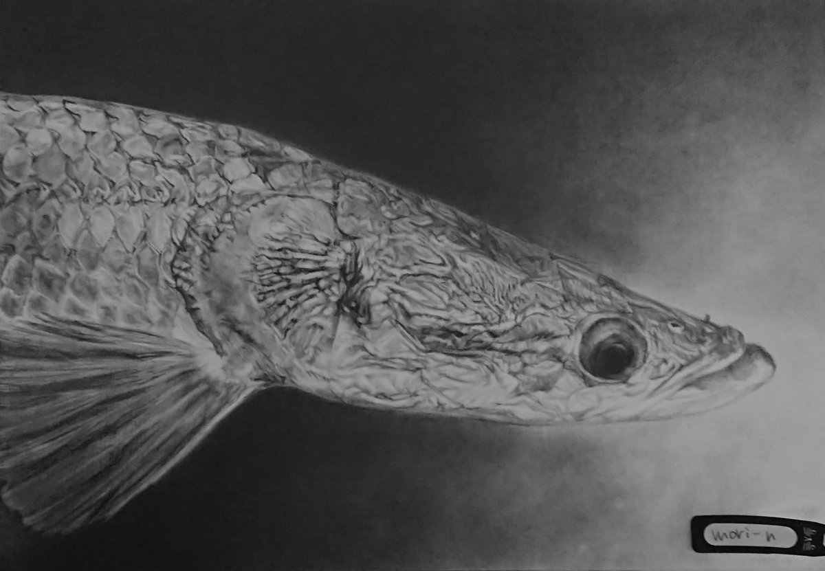 mori_tadeya's tweet photo. #みんなで古代魚を描こうの会
ピラルクーとアロワナ🐟️
鉛筆画 https://t.co/b6bajNh5BJ