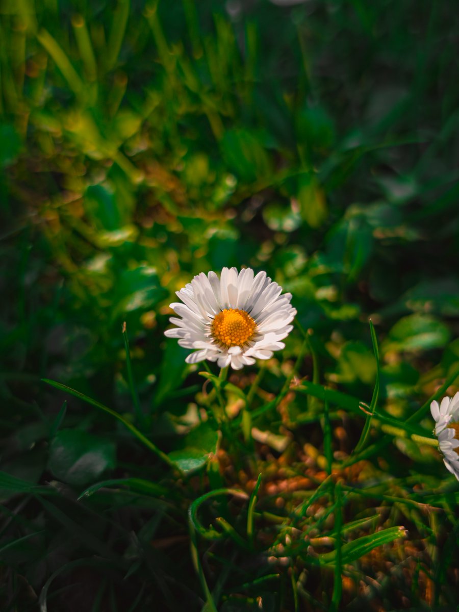 Mattia giglio tweet media