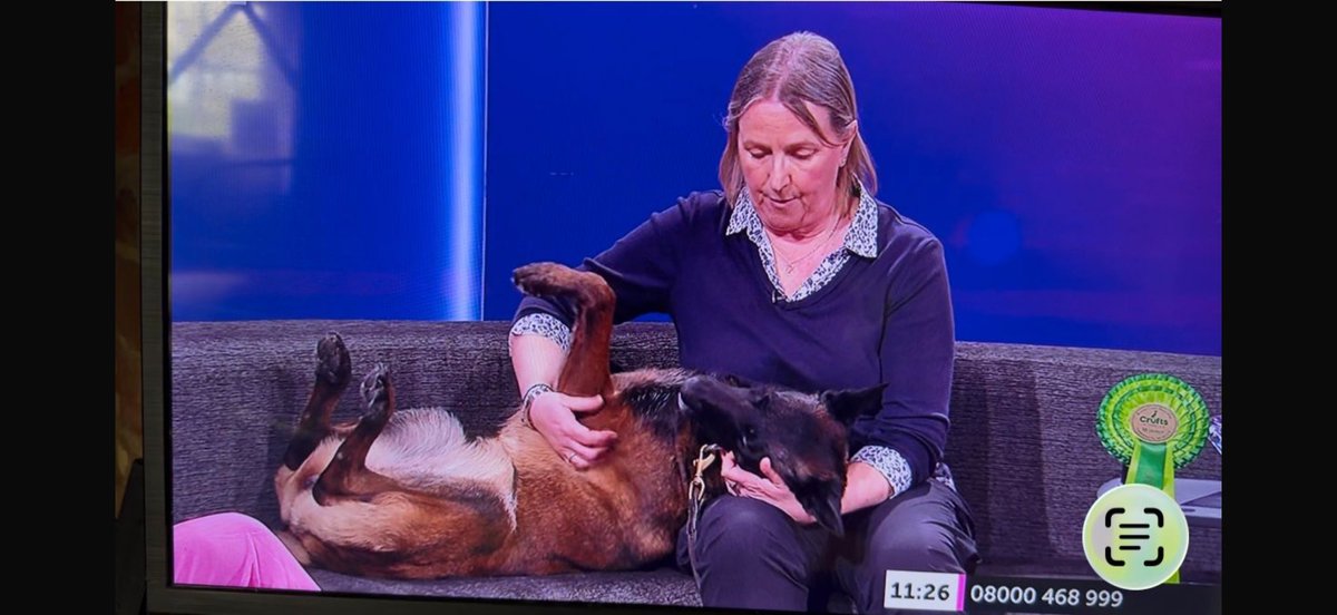 Chappers 🐾🐝 🙋‍♀️ tweet media