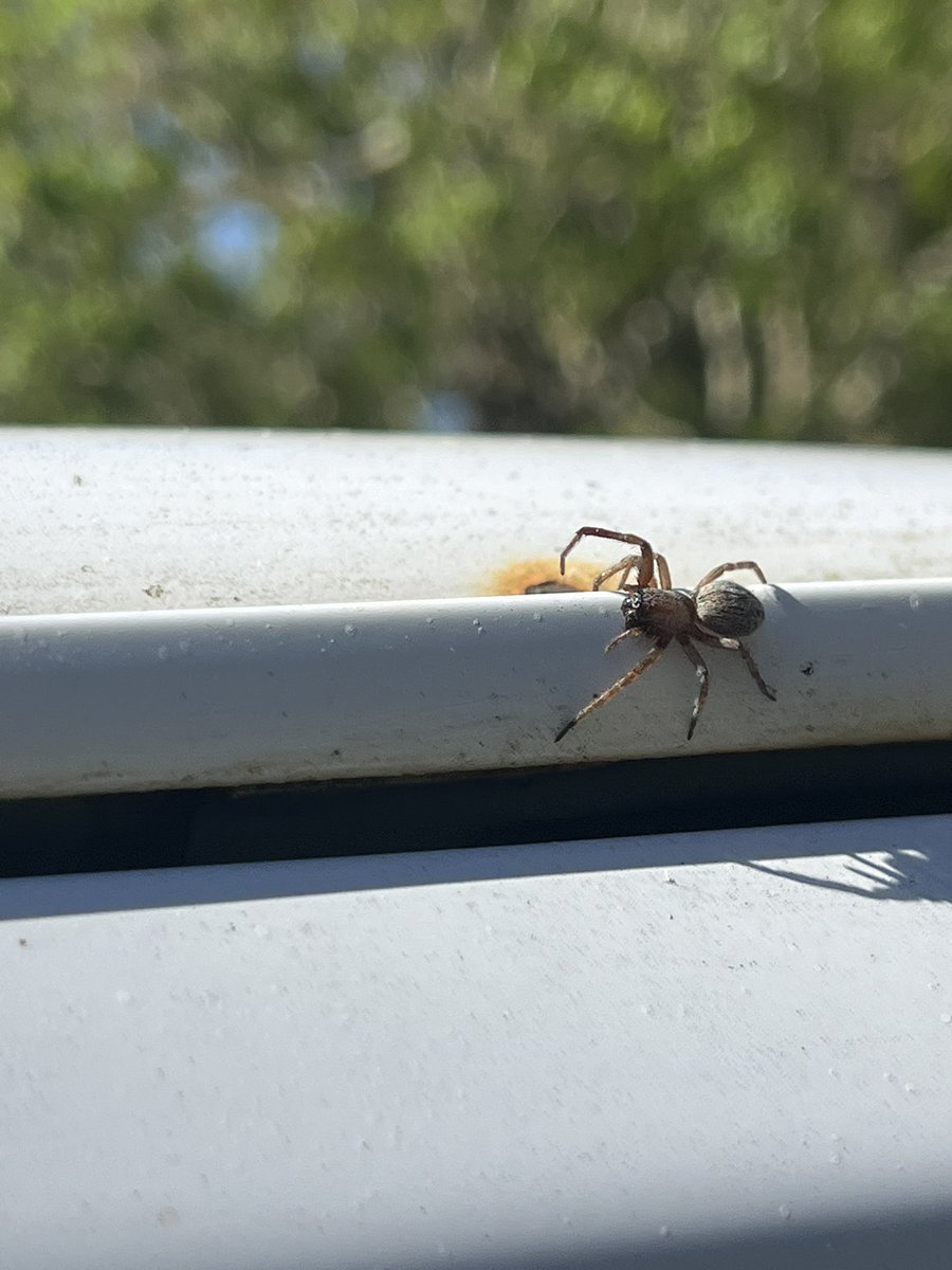 full metal dingus tweet media