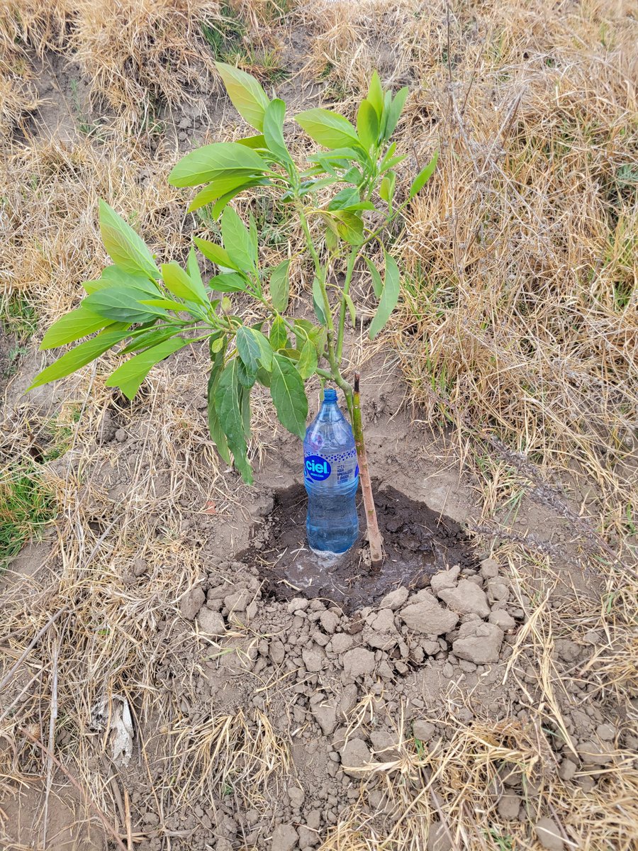 𝑨𝒓𝒊𝒆𝒍𝑷𝒓𝒊𝒏𝒄𝒊𝒑𝒆𝑫𝒆𝑴𝒊𝒍𝑷𝒂𝒏𝒐𝒄𝒉®️ tweet media