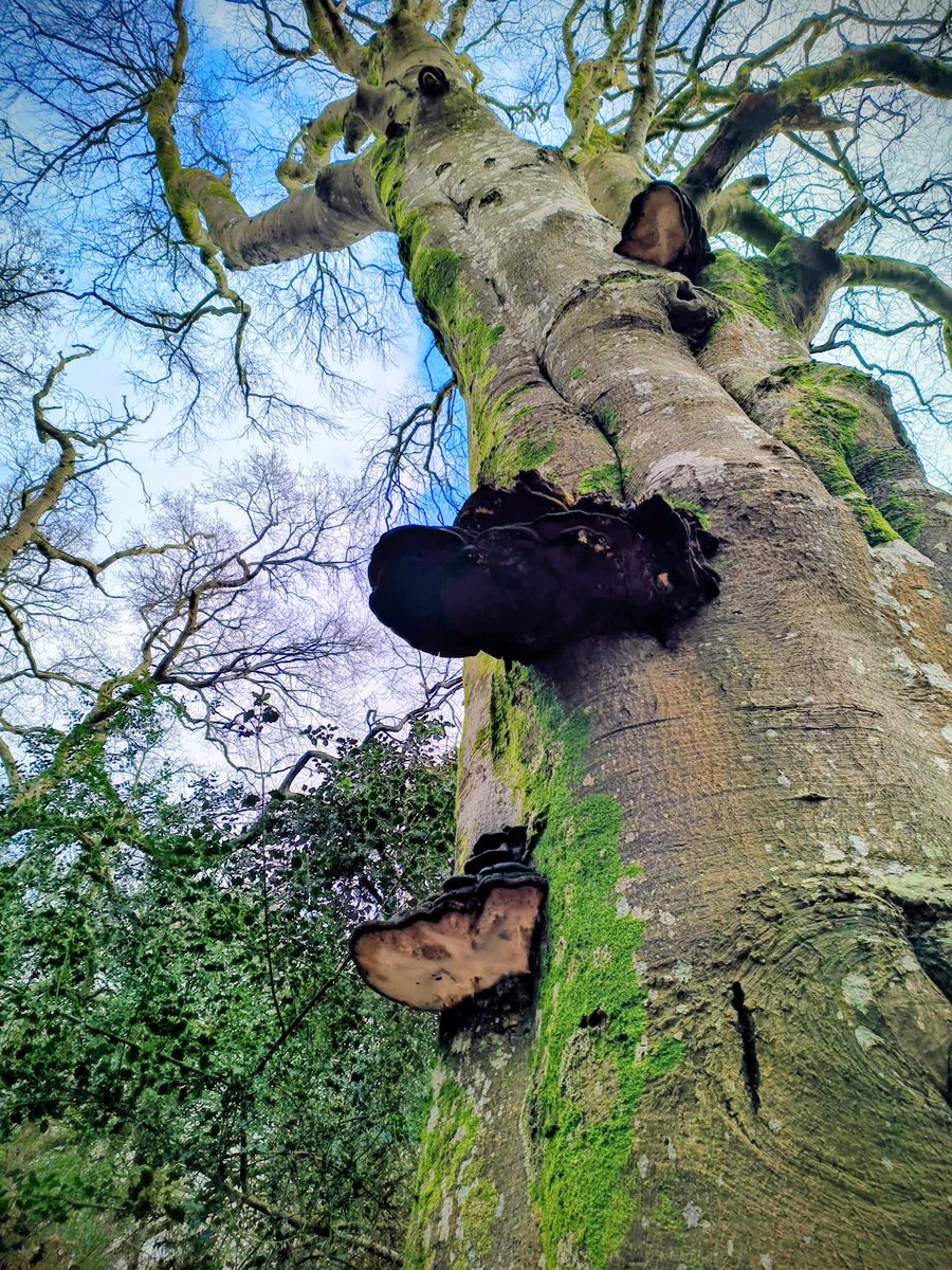 LadyGrace27's tweet image. Nature’s architecture, quietly climbing toward the sky...🌿

#MushroomMonday #fungi #trees #naturebeauty