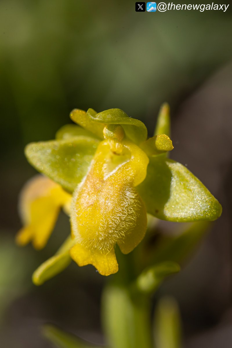 Dr Richard Bate tweet media