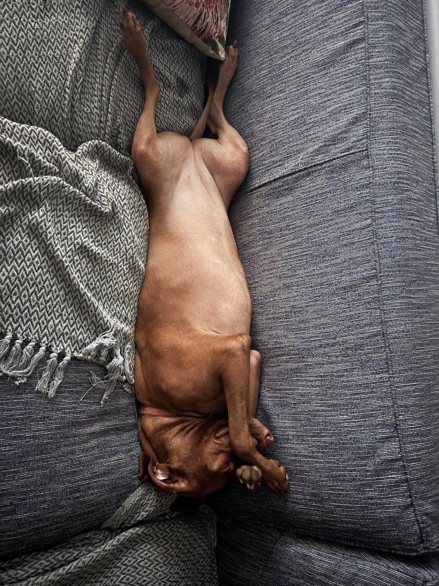 Nick Theodoropoulos tweet media