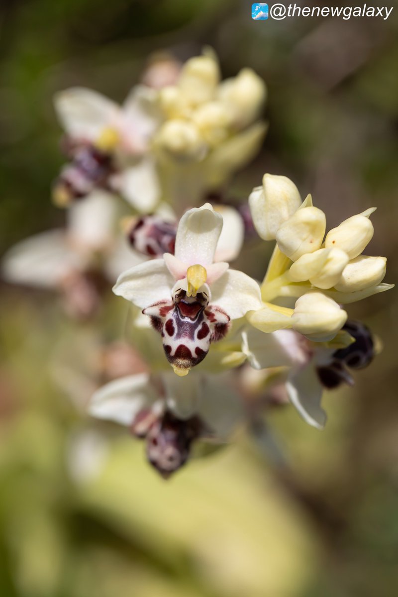 Dr Richard Bate tweet media