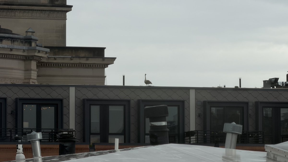 sdcarberry17's tweet image. The first goose of the apocalypse has arrived in DC. #tornadowatch #endtimes @PoPville