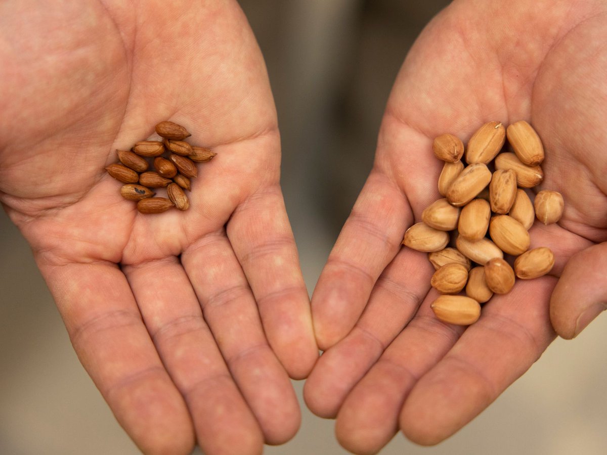 UGA Agricultural & Environmental Sciences tweet media