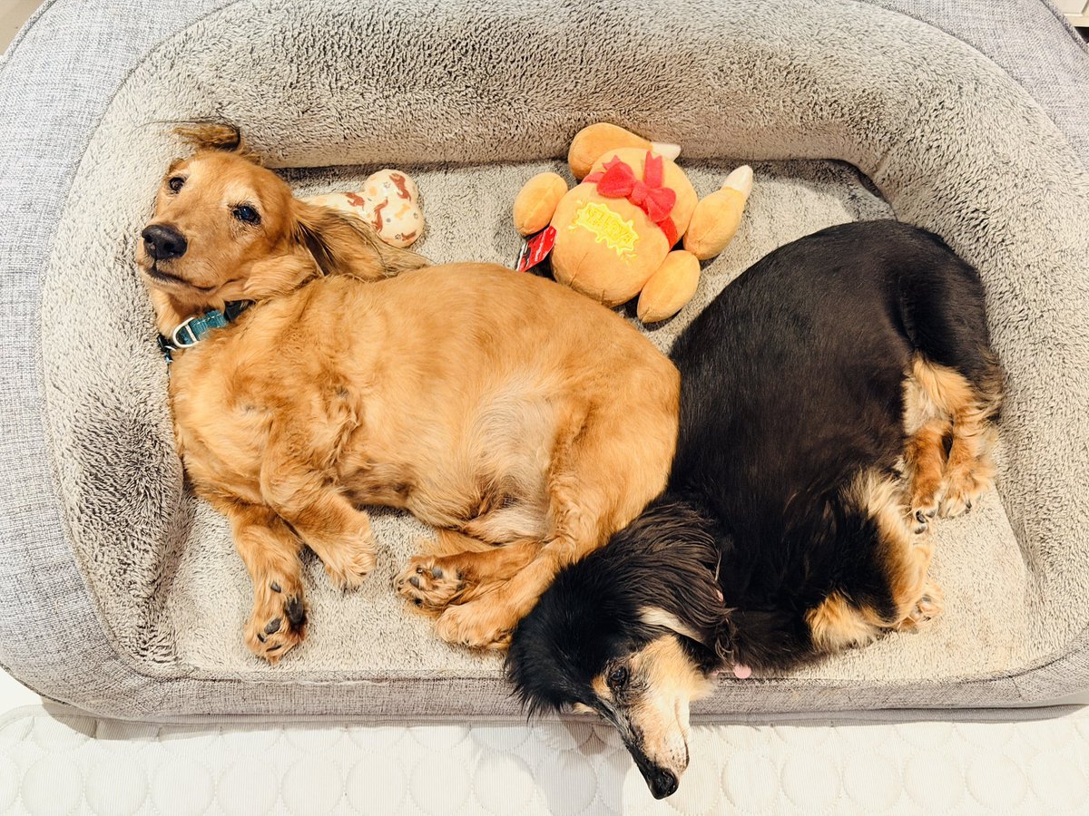 Schnitzel & Clover tweet media