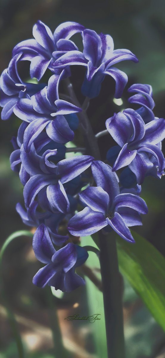 Sanftes Violett trifft auf mystische Dunkelheit. Diese zarten Blüten bringen pure Farbe in die Welt &amp; strahlen einfach durch ihre Präsenz. Ein faszinierender, leuchtender Vorbote für all die Schönheit, die noch wachsen wird. 🌿💜 #SeelenblickFotos #mystisch #frühlingserwachen