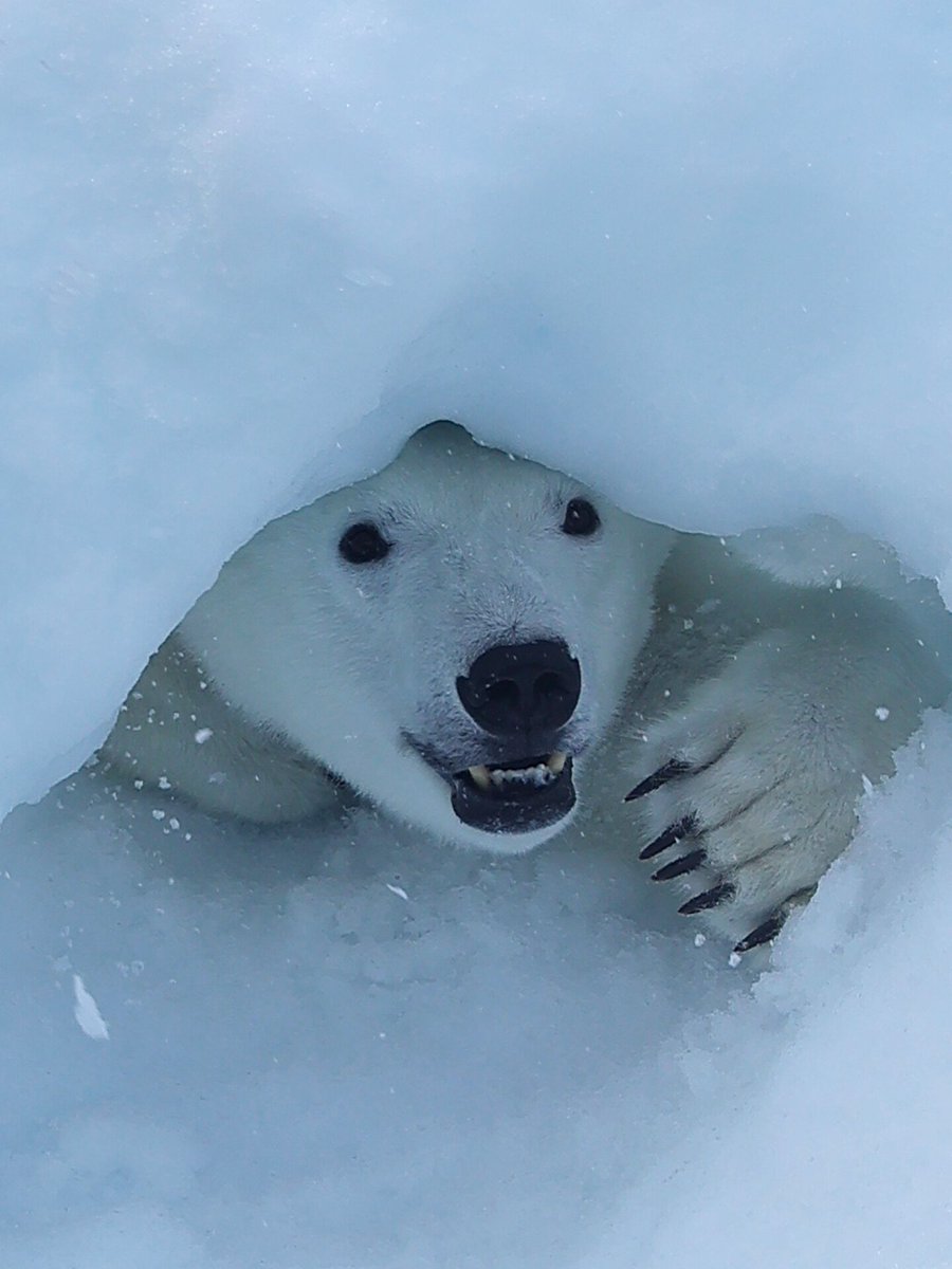🌻もふもふパンダ🌻 tweet media