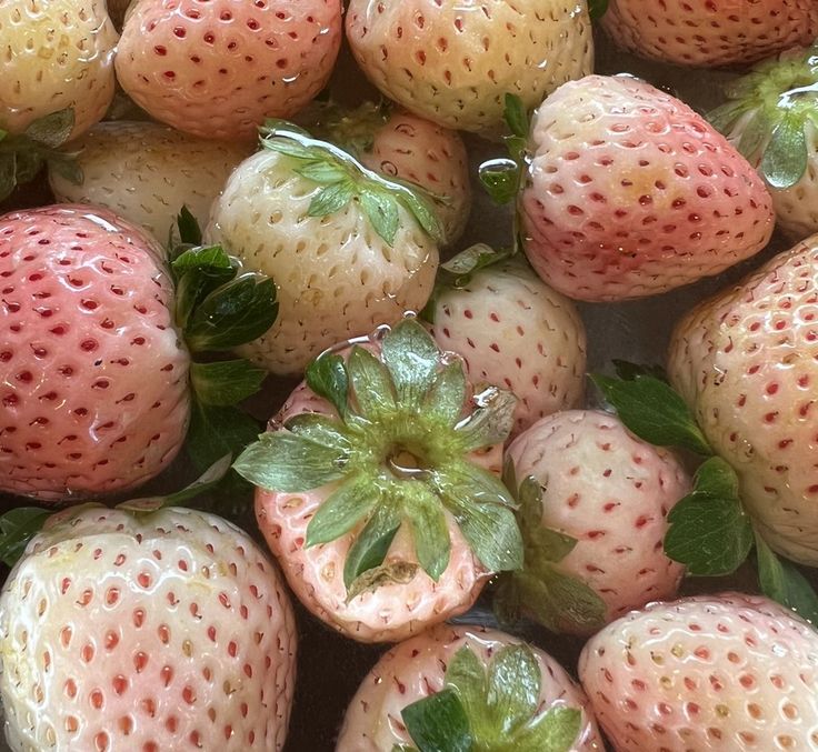 🌿🌼🧺 tweet media