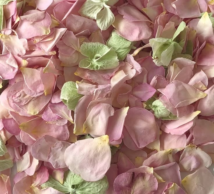 🌿🌼🧺 tweet media