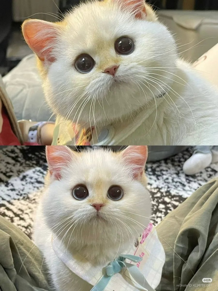 No Context Cats tweet media